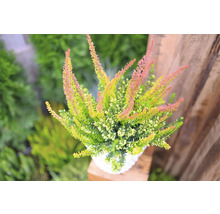 Topf mit Heidekrautgewächs