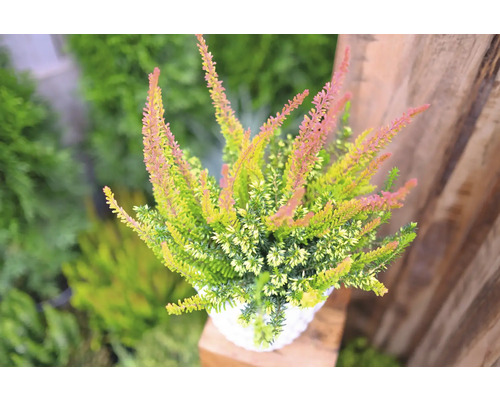 Topf mit Heidekrautgewächs