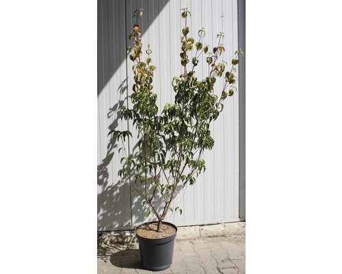 Hartriegelbaum im Topf