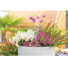 Arrangement aus Heidekraut, Hauswurz und Gras in Pflanzkübel