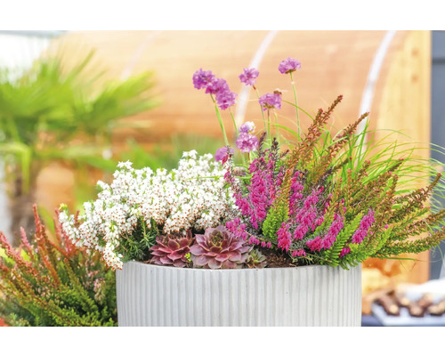 Arrangement aus Heidekraut, Hauswurz und Gras in Pflanzkübel