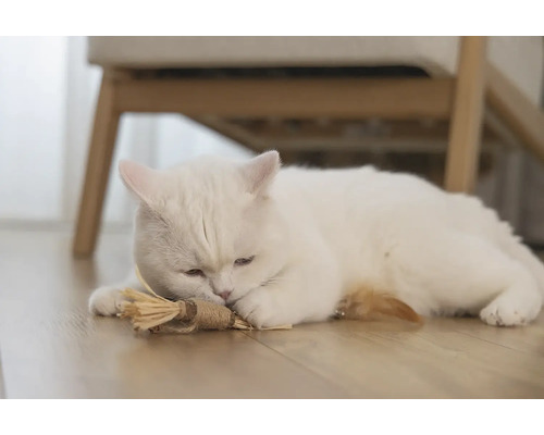 Eine weisse Katze liegt mit einem Katzenspielzeug auf dem Boden.