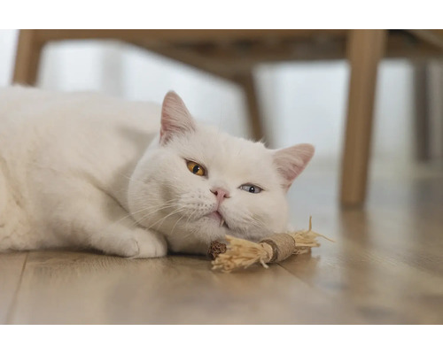Weiße Katze mit ungleichen Augen liegt auf dem Boden mit einem Katzenspielzeug
