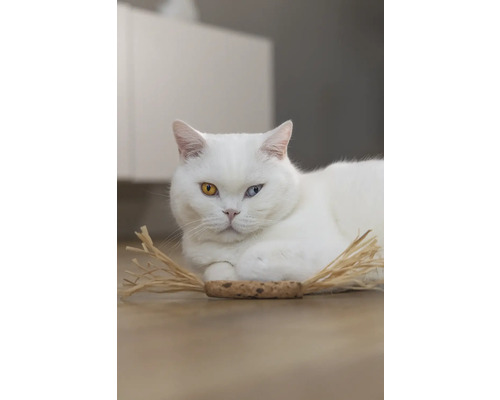 Weiße Katze mit ungleichen Augen liegt auf dem Boden