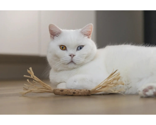 Weiße Katze mit verschiedenfarbigen Augen und Katzenspielzeug