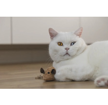 Weiße Katze mit einem Spielzeug auf dem Boden