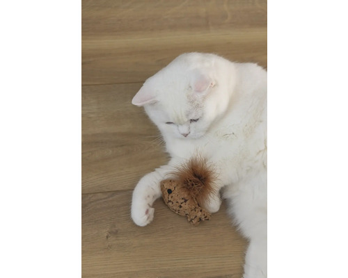 Eine weiße Katze liegt mit einem Spielzeug auf einem Holzboden.