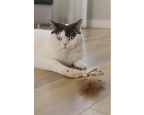 Eine Katze liegt mit Spielzeugmaus und Spielzeugfisch auf einem Holzboden.