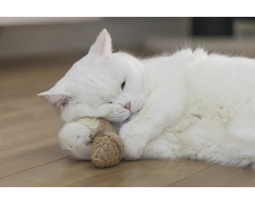 Weiße Katze liegt mit Spielzeug auf dem Boden