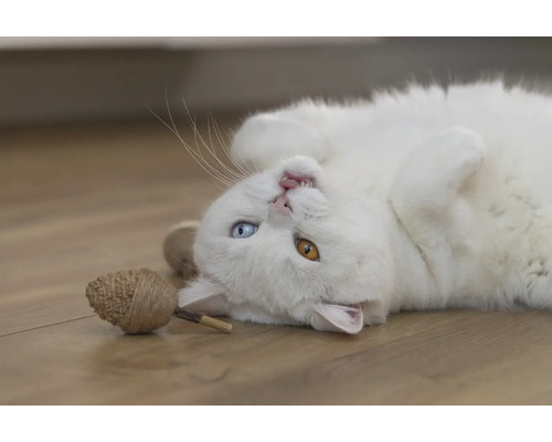 Weiße Katze liegt auf dem Rücken mit Katzenspielzeug