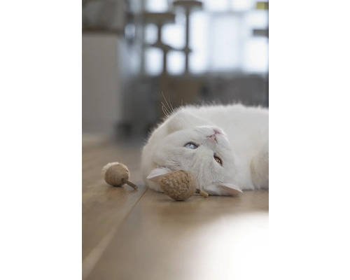 Eine weiße Katze mit ungleichen Augen und Katzenspielzeug auf einem Holzboden