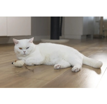 Eine weiße Katze liegt mit einem Spielzeug auf einem Holzboden