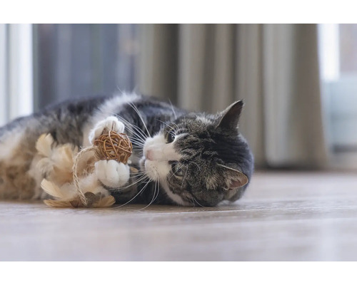 Katze spielt mit Ballspielzeug
