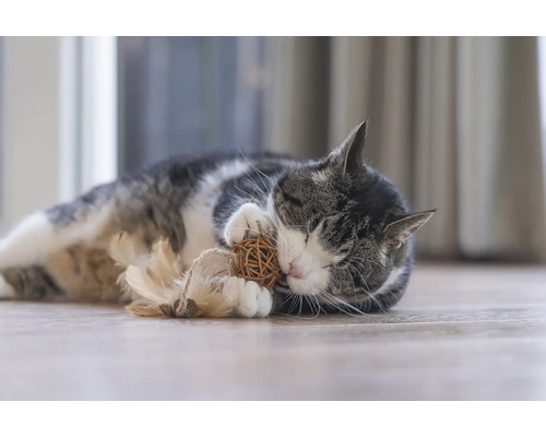 Katze liegt auf dem Boden und spielt mit Spielzeug.