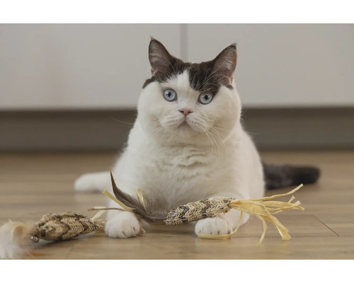 Katze mit Katzenspielzeug auf dem Boden