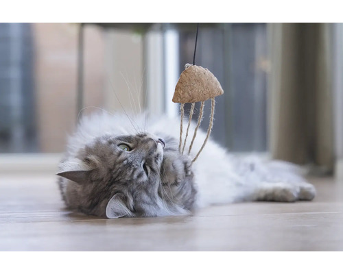 Graue Katze spielt mit Katzenspielzeug aus Kork und Seil