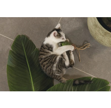 Ein junges Kätzchen spielt mit einem Spielzeug auf einem Blatt