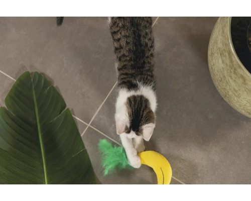 Spielende Katze mit Spielzeugbanane und Zimmerpflanze