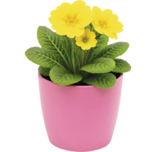 Gelbe Primel im Topf