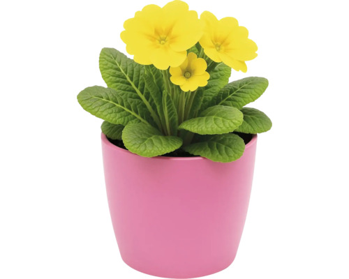 Gelbe Primel im Topf