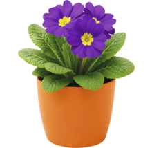 Topfprimel mit violetten Blüten im Topf