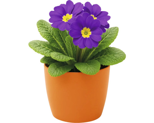 Topfprimel mit violetten Blüten im Topf