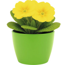 Gelbe Primel in grünem Topf