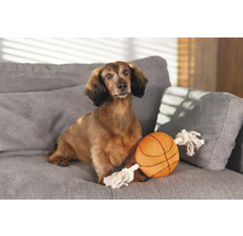 Dackel sitzt mit Spielzeugball auf einem Sofa