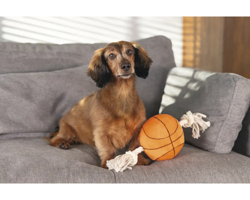 Dackel sitzt mit Spielzeugball auf einem Sofa