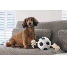 Dackel sitzt neben einem Stofffußball auf einem Sofa