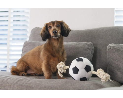 Dackel sitzt neben einem Stofffußball auf einem Sofa