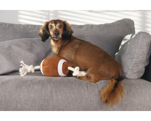 Dackel sitzt mit Spielzeug-Football auf einem grauen Sofa.