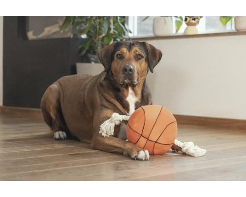 Ein Hund liegt mit einem Spielzeugball auf dem Boden.