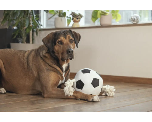Hund liegt mit Stofffußball auf Holzboden