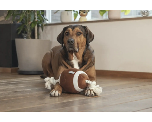 Hund liegt mit einem Football-Spielzeug auf dem Boden