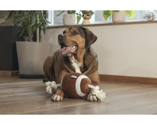 Hund liegt mit einem Spielzeug-Football auf dem Boden