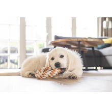 Ein Golden Retriever Welpe liegt auf dem Boden und kaut an einem Spielzeug.