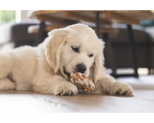 Ein Golden Retriever Welpe kaut auf einem Seilspielzeug.