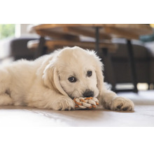 Ein Golden Retriever Welpe liegt auf dem Boden und spielt mit einem Seilspielzeug.