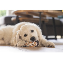 Ein junger Golden Retriever liegt auf dem Boden und kaut auf einem Knotenseil