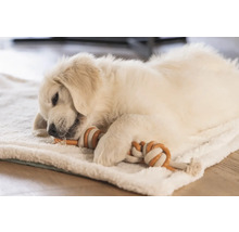 Ein Golden Retriever Welpe liegt auf einer Decke und kaut auf einem Spielzeug herum.
