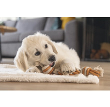 Ein Golden Retriever Welpe liegt auf einem Teppich und kaut an einem Seilspielzeug.