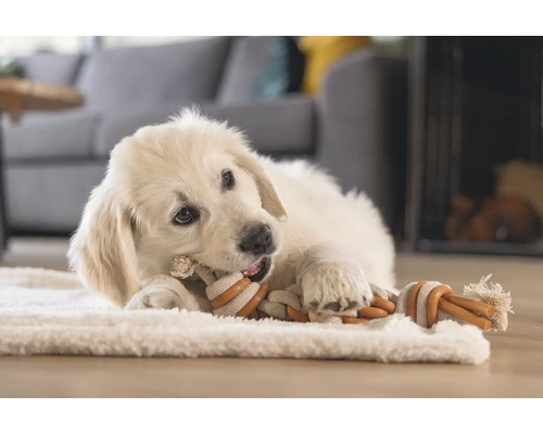 Ein Golden Retriever Welpe liegt auf einem Teppich und kaut an einem Seilspielzeug.