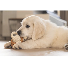 Ein verspielter Golden Retriever Welpe kaut auf einem Seilspielzeug.