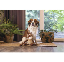 Hund sitzt mit einem Stofftier auf einem Teppich in einem Zimmer mit Zimmerpflanzen.