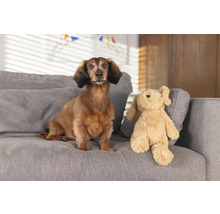 Dackel sitzt neben einem Stofftier auf einem Sofa.