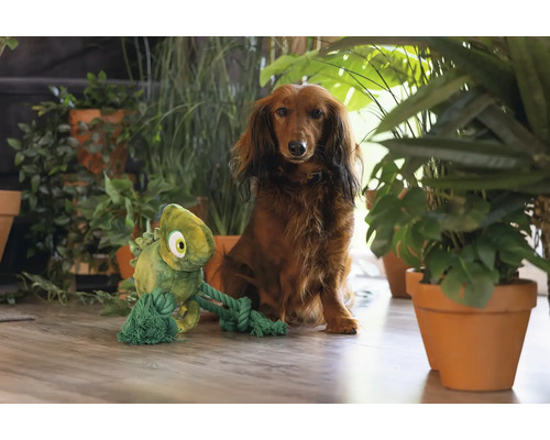 Dackel mit einem Chamäleon-Hundespielzeug aus Plüsch und Seil, umgeben von Zimmerpflanzen