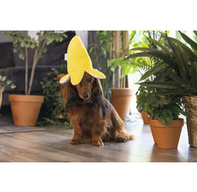 Ein Dackel trägt einen Bananenhut in einem hellen Raum.