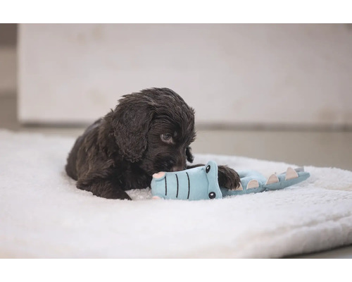 Brauner Welpe spielt mit einem Krokodilspielzeug auf einem weichen Untergrund.