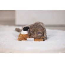 Ein Welpe liegt auf einem Teppich und kuschelt mit einem Stofftier.